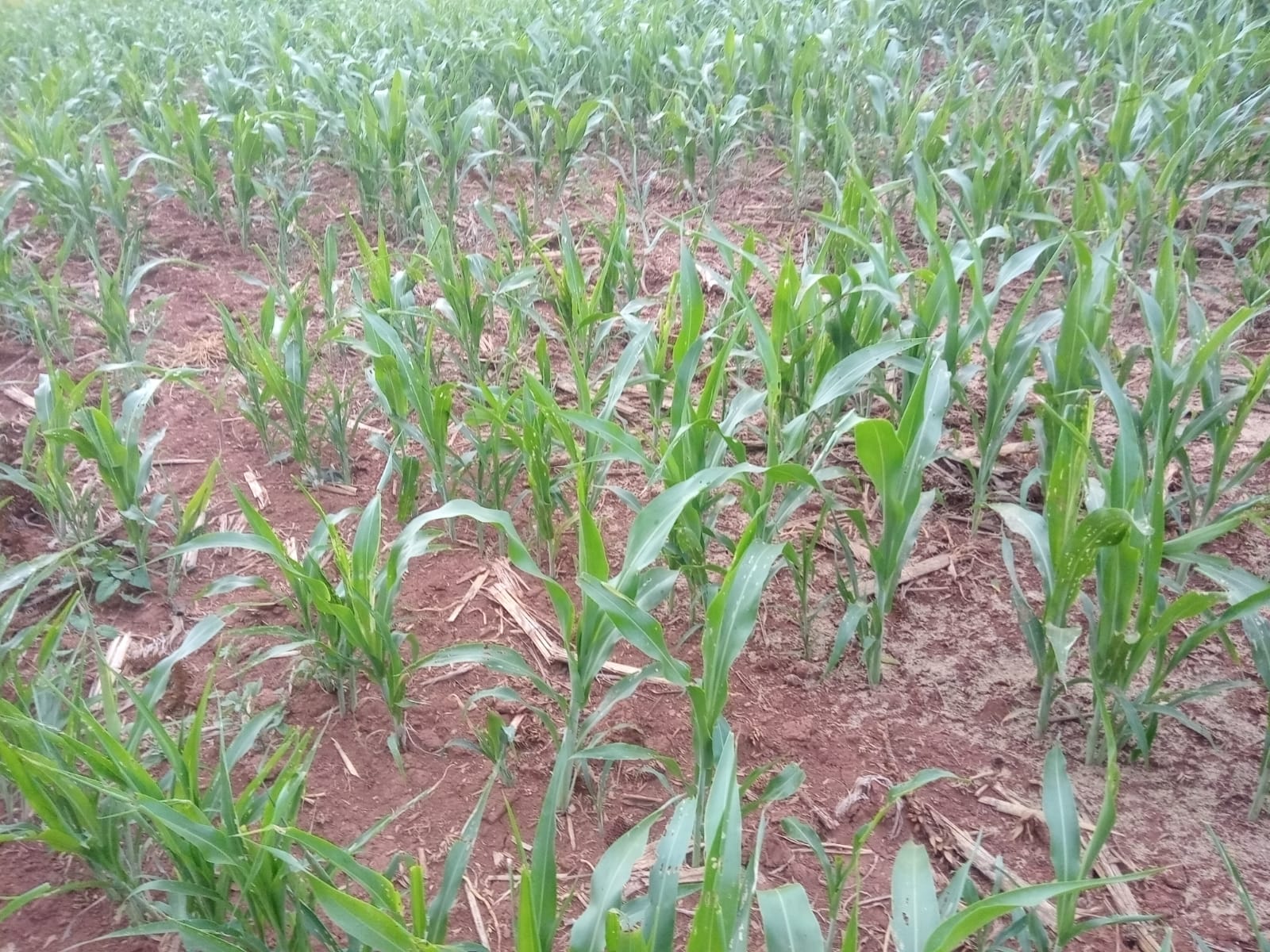 entre rios1
